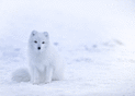 Rencontre avec un renard des neiges